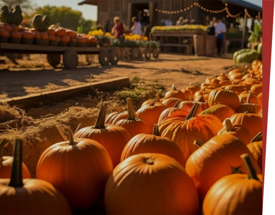 pumpkin-ruit
